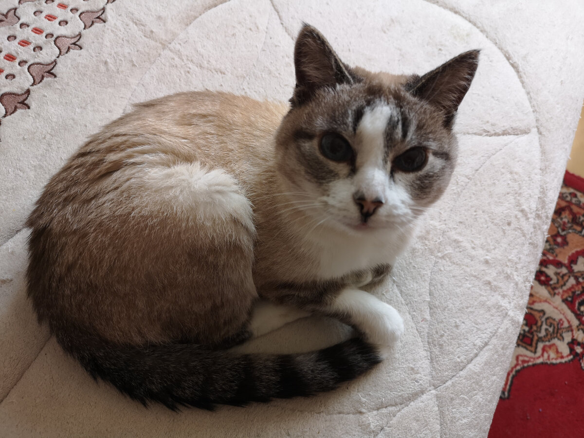 Кошка тоже не ждала от нас такого вероломства