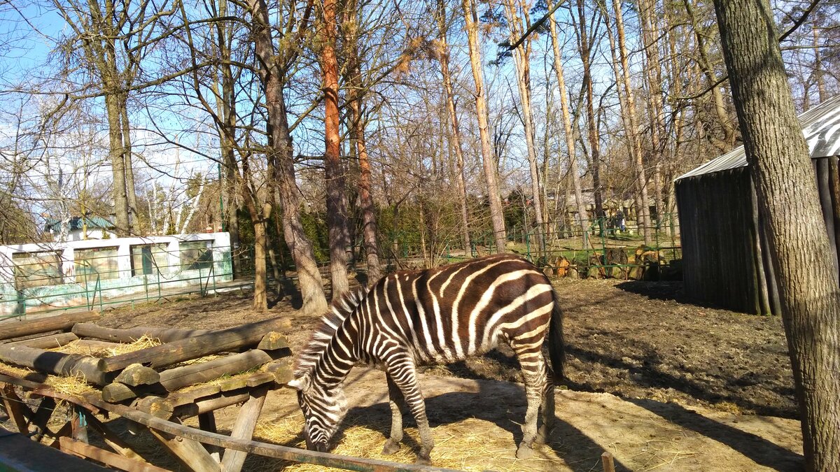 План сафари парка в краснодаре