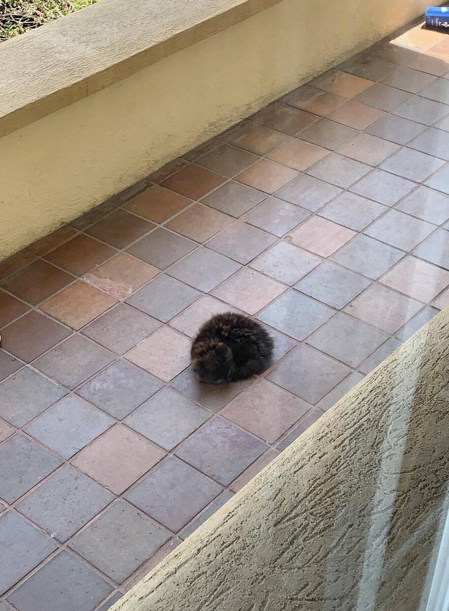 Chatons Orphelins Montréal