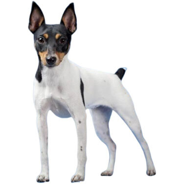 Американский той-терьер