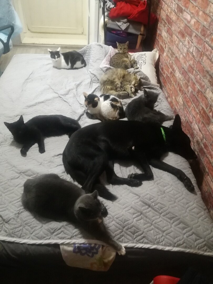 Пес Гамлет и кошки из Банды Дворян