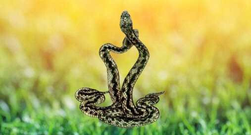 Брачный танец обыкновенных гадюк - фрагмент из книги "Атлас родной природы"