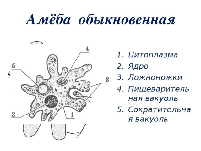 Одноклеточные организмы картинки