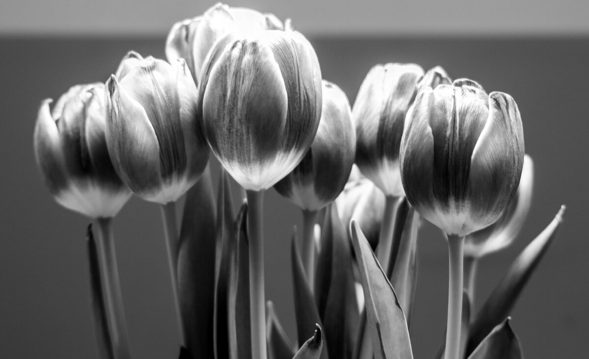 Тюльпаны: значение, посадка, история | AGRONOMU | Дзен