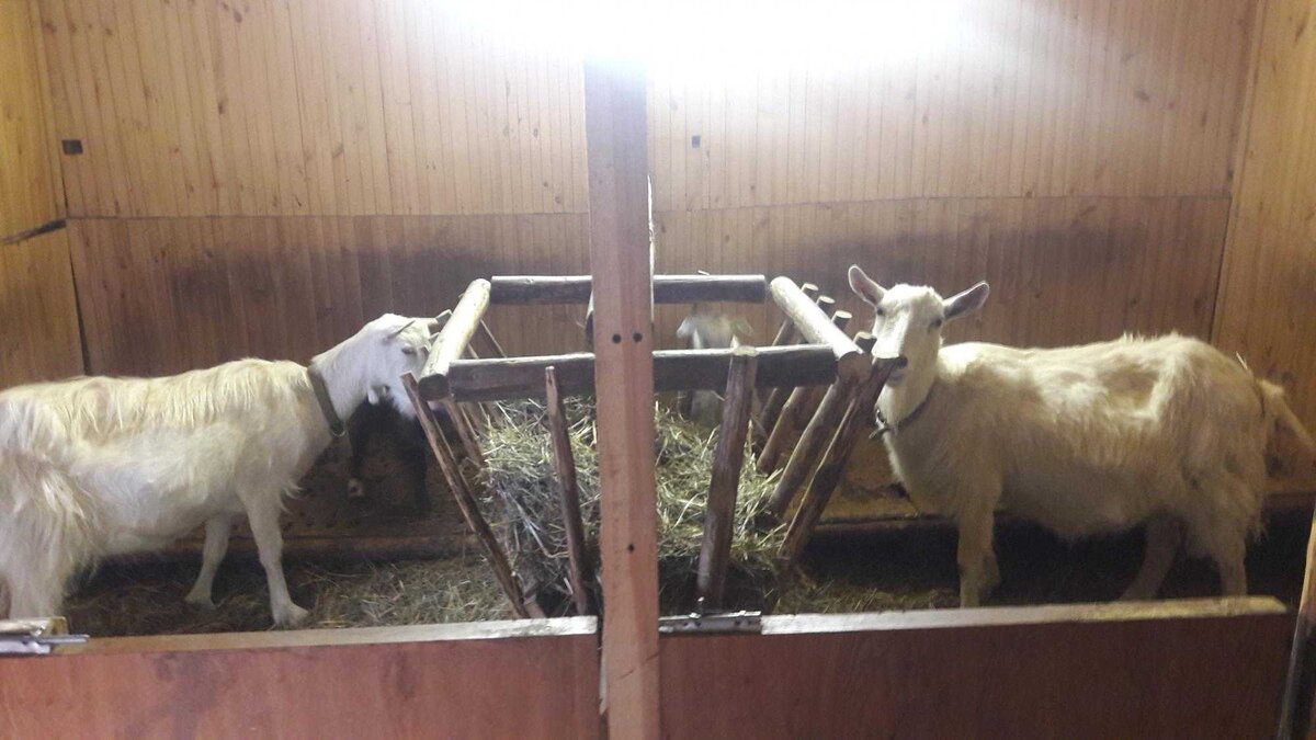 Сарай для содержания коз. Полы в сарае для коз. Кормушки для коз.