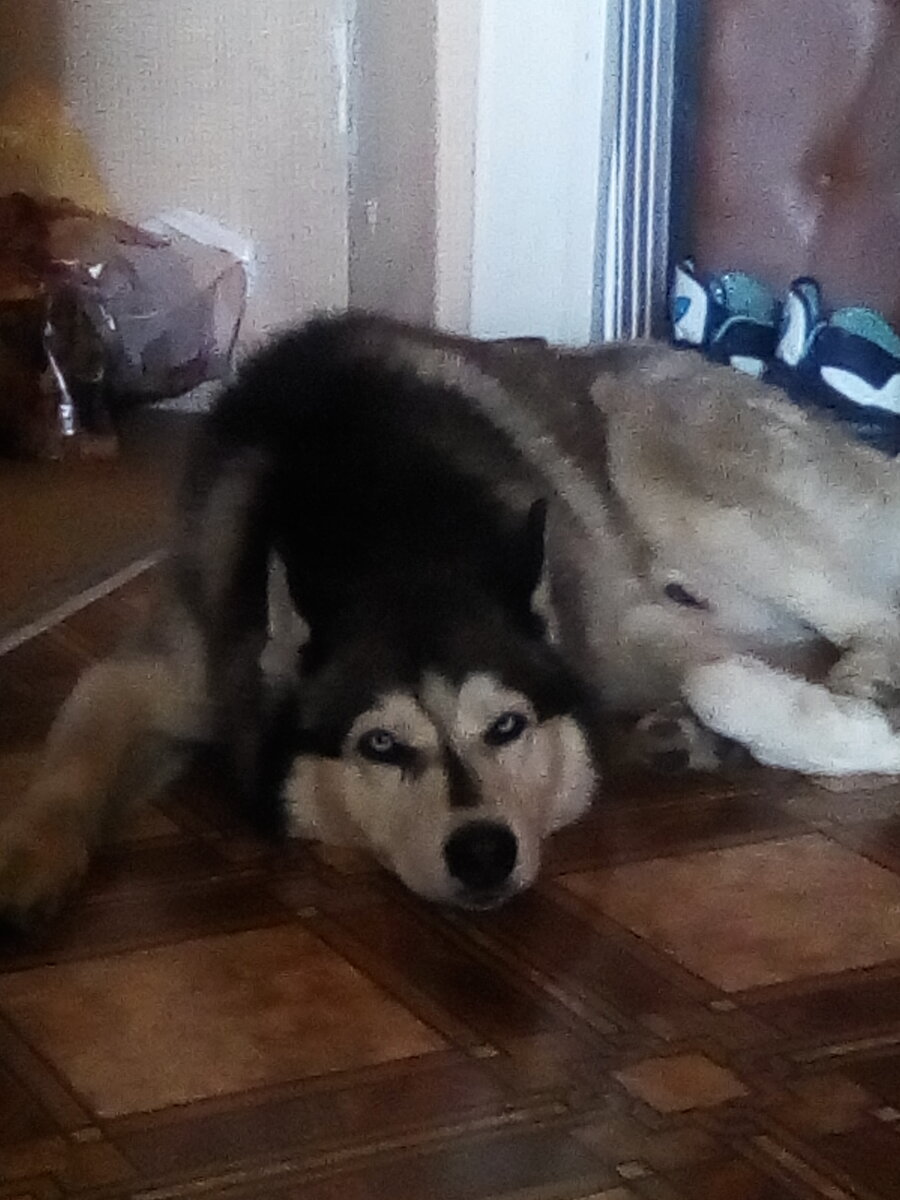 Мой волчара. Фото не очень, извините. Это- Норд. Фото мое.