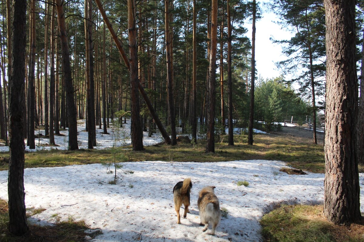 Поход к змеиному камню. Отдых побег из города нижний. Отдых побег из города нижний. Базы отдыха побег из города. Туристы курильские острова марш бросок.
