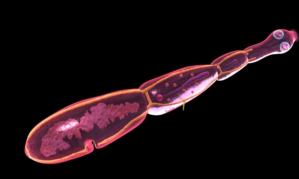 Взято из яндекс картинки. Статья из внешнего источника.