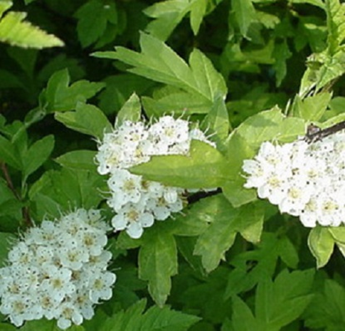 Цветы боярышника обыкновенного