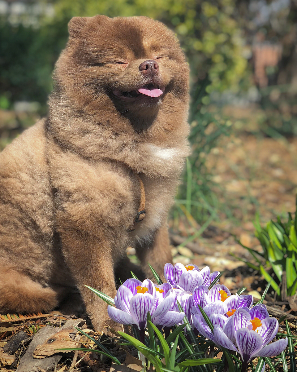 bertiebertthepom