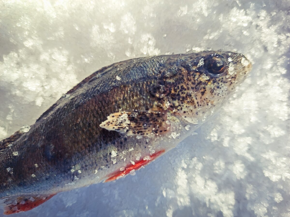 Окунь покрыт точками. Встречается не только у окуней, но и у всех карповых. Ловлю зимой только хищника, поэтому фоток других видов в загашниках не нашел. 