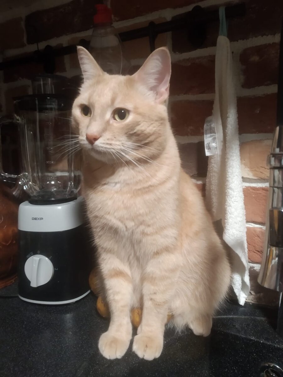 Фото, можно сказать, постановочное. Пришлось дожидаться, когда он снова туда усядется, чтобы сфотографировать. Уверяю вас, когда он действительно прятал от меня картофель, то действовал как профи))))