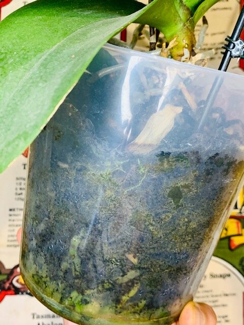 Капли влаги на стенках горшка - поливать рано