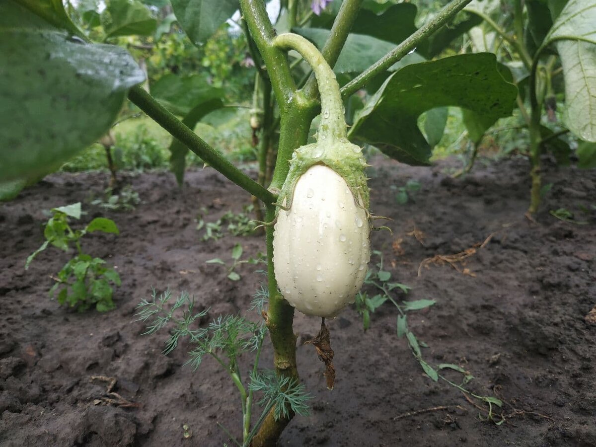 Баклажаны в открытом грунте начали наливать плоды.