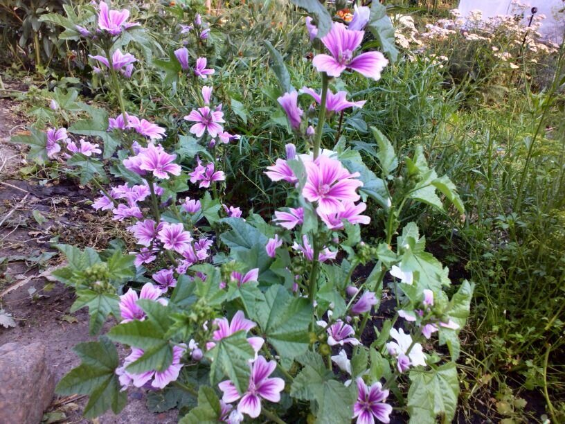 Мальва лесная в прошлом году, фото автора
