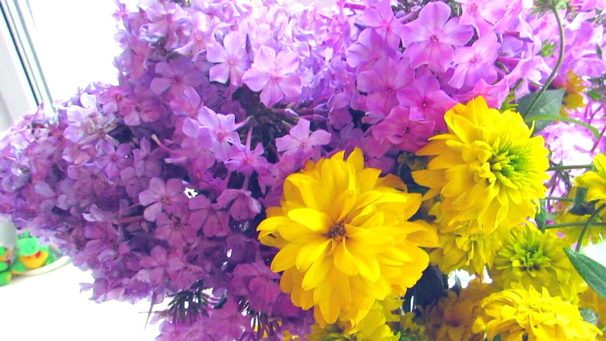 Те самые безобидные флоксы (фото автора)