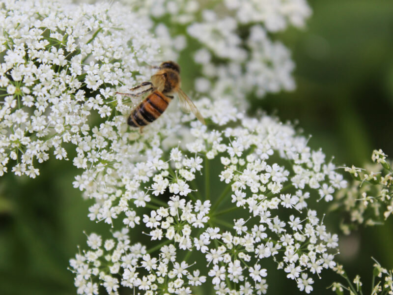 Пчелы. Иллюстрация для статьи используется по стандартной лицензии ©dachnyedela.ru