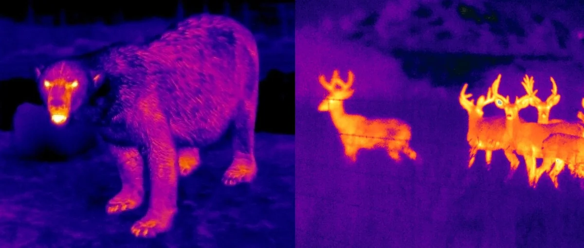 Белый медведь и олени в объективе инфракрасной камеры