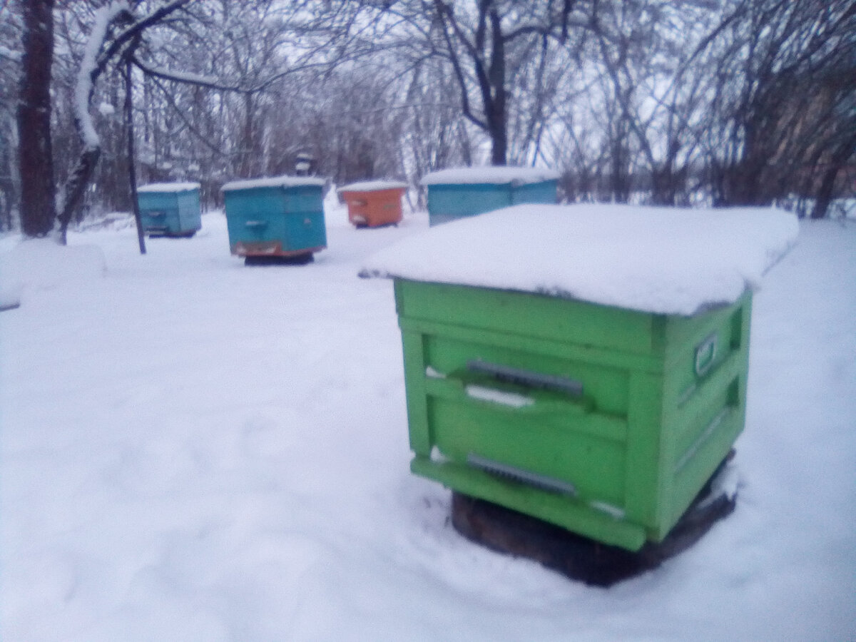 зимовка на воле