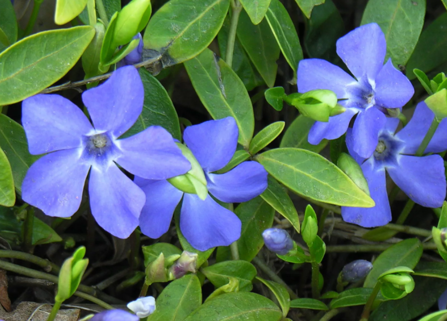 Фото: floribunda.ru