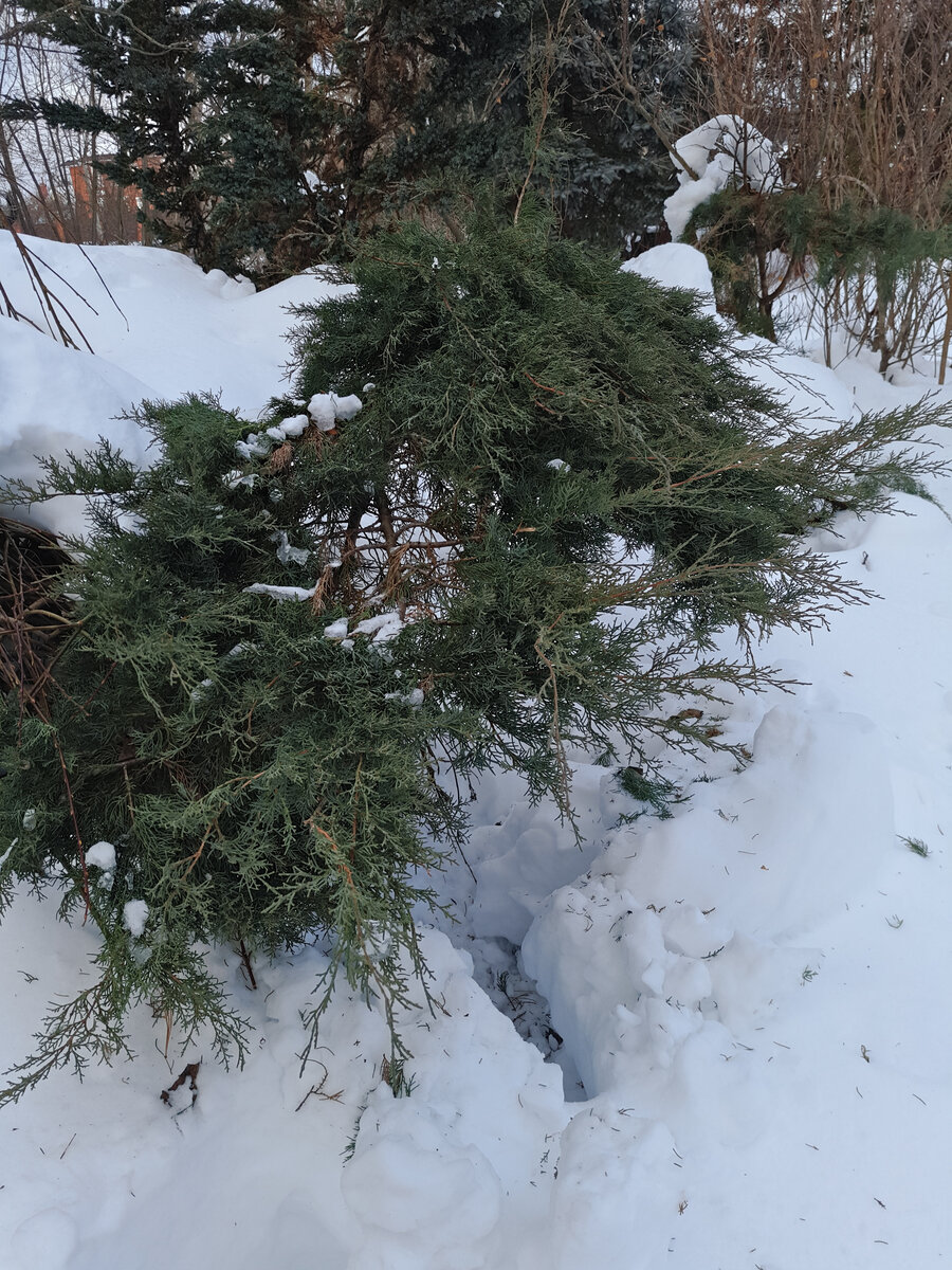 Стряхнула глыбы снега с можжевельника