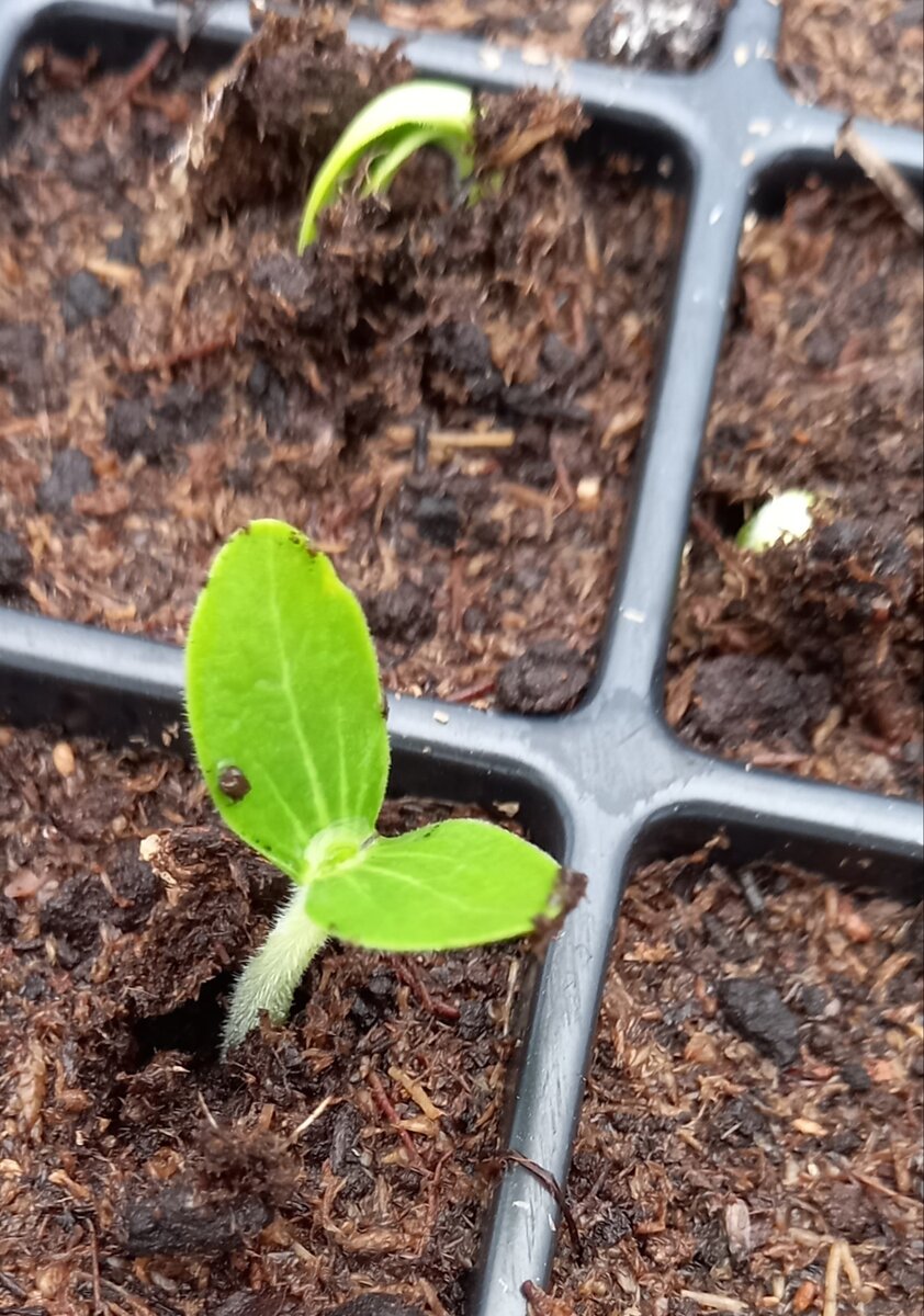 Всходы кабачка. Фото "От семя до плода"