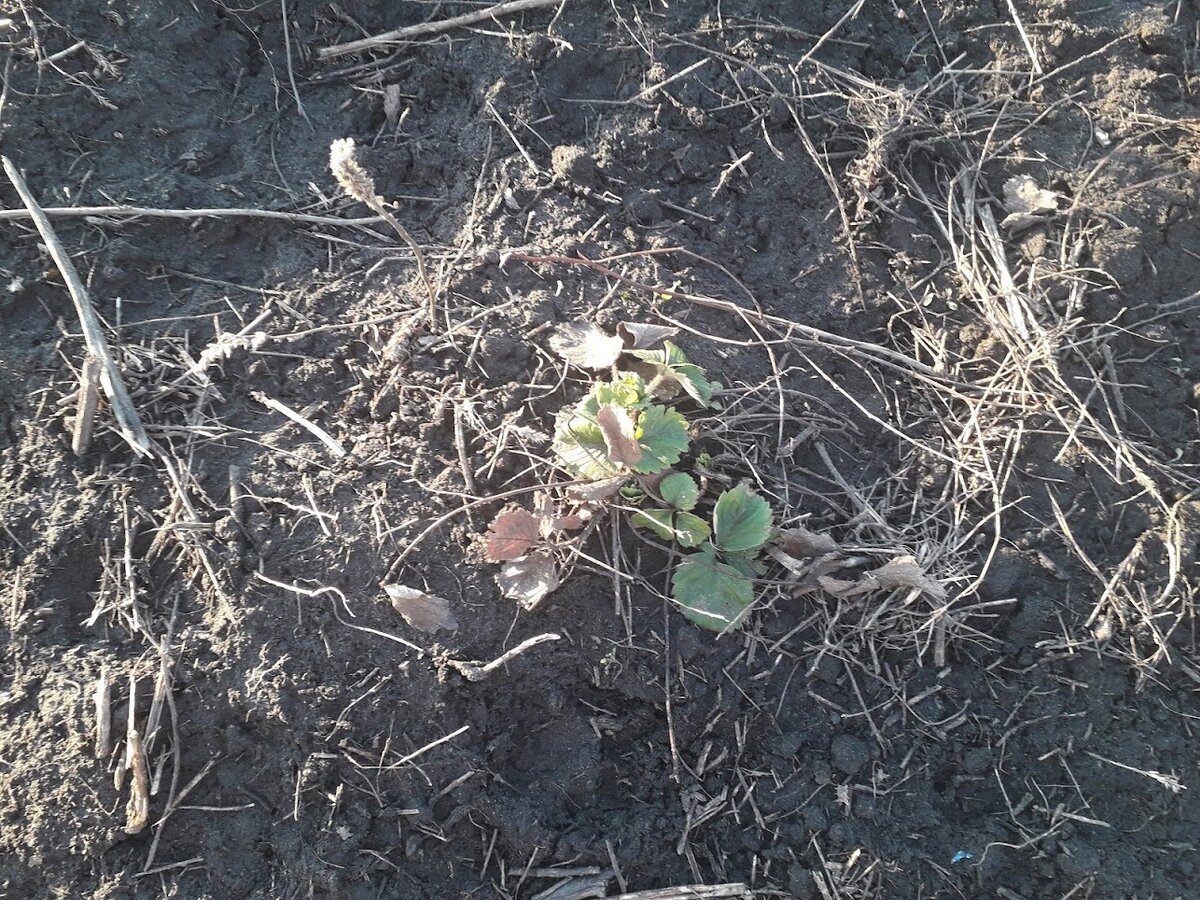 Клубничка показалась из-под снега, а значит скоро приниматься за работу