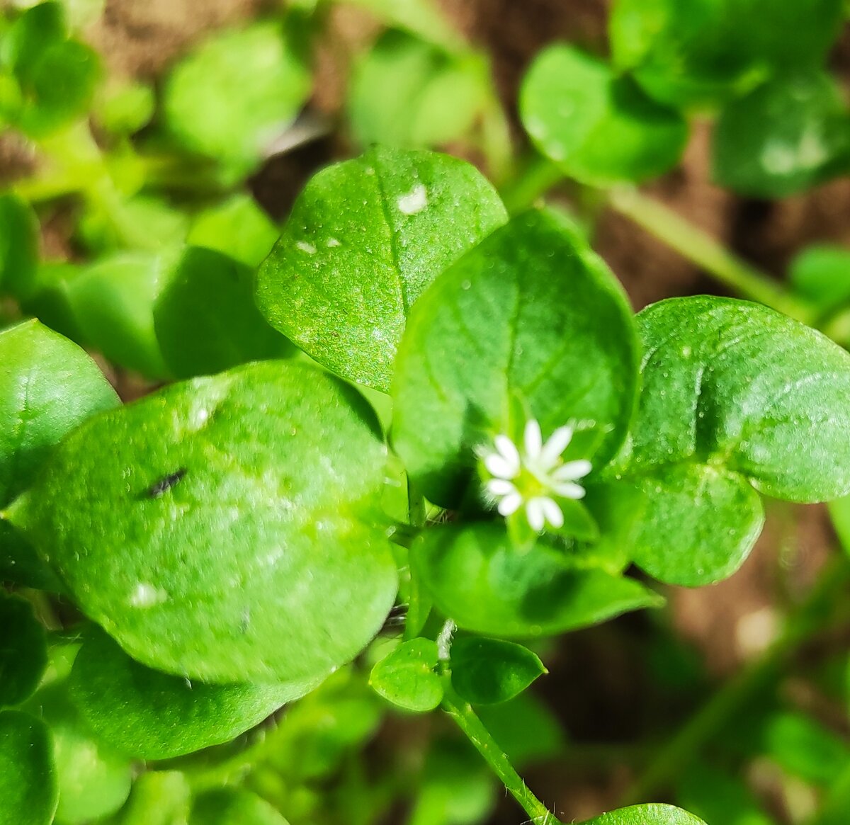 Звездчатка средняя.
