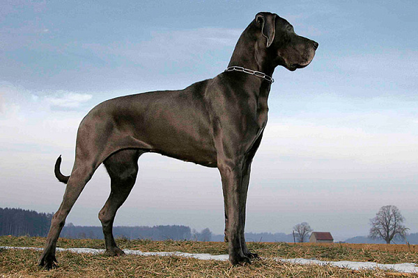 https://hvost.news/animals/dogs-breeds/nemetskiy-dog/