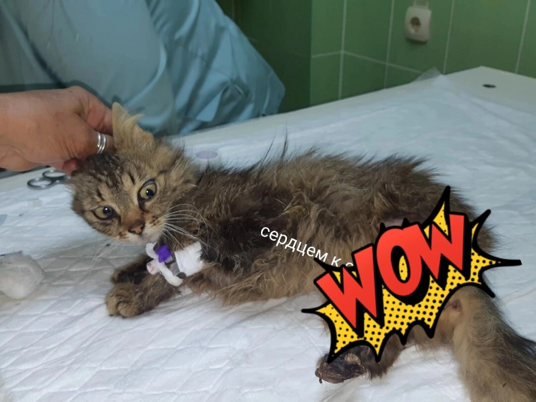 Такая Лилу поступила в Орловскую вет. клинику