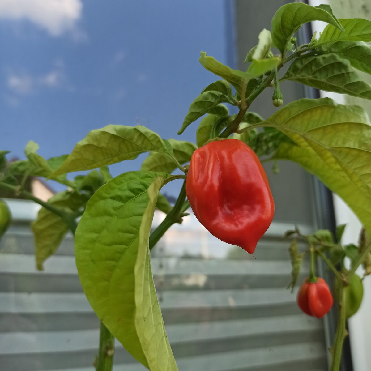 Перчик хабанеро в цветочном горшке.