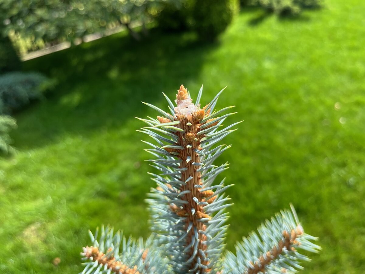 ШЕСТЬ голубых елей с абсолютно разной формой кроны 🌲 И всё это в одном ...