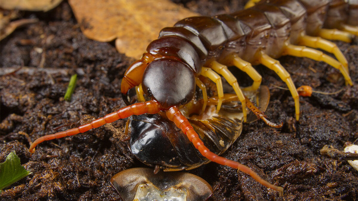 Гигантская сколопендра (Scolopendra gigantea) – маньяк и каннибал среди  членистоногих. | Paleo-end-arthropods (Доисторическая фауна и  членистоногие) | Дзен