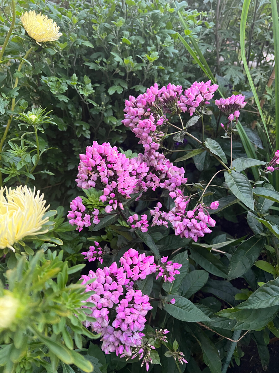 Бутоник флокс