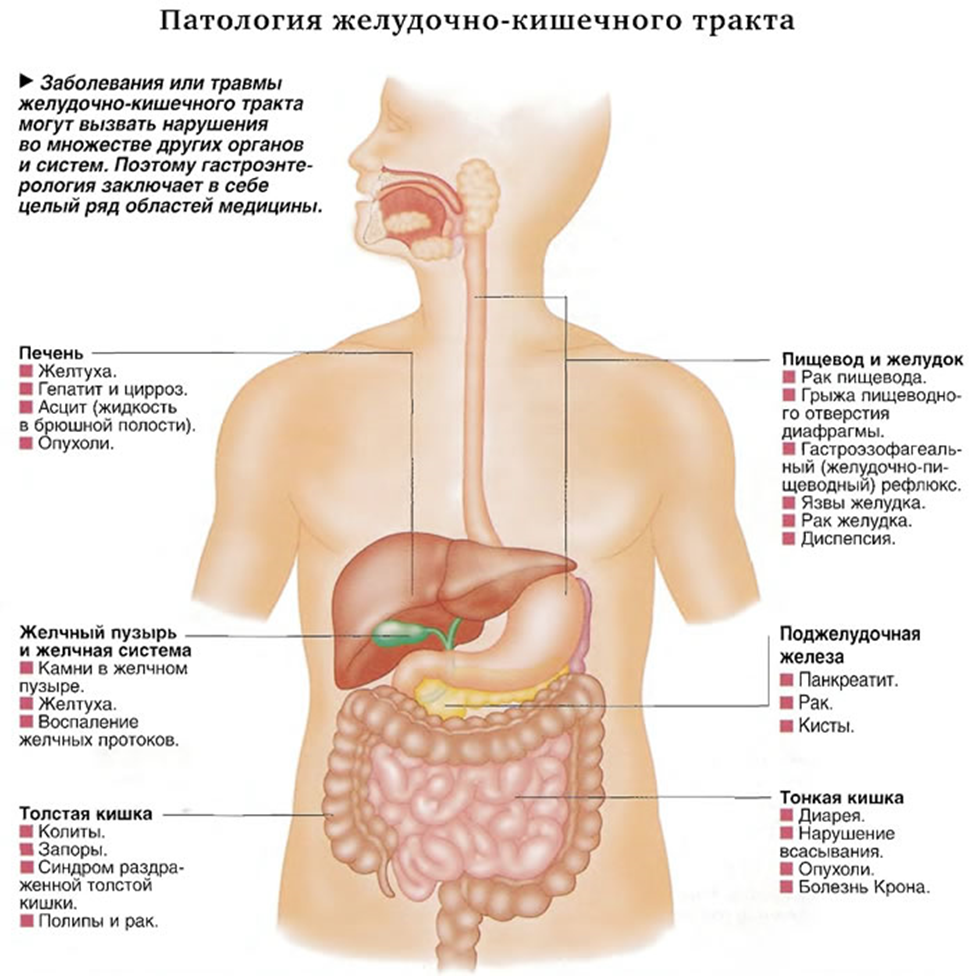 Болит желудок и кишки