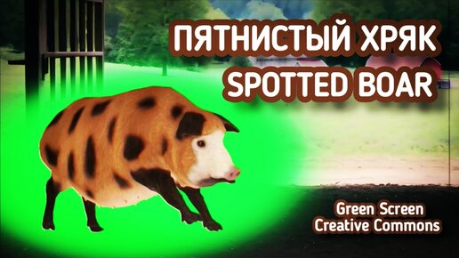 Поросёнок green screen футаж. Хромакей анимация пятнистый хрюшка на зелёном фоне.