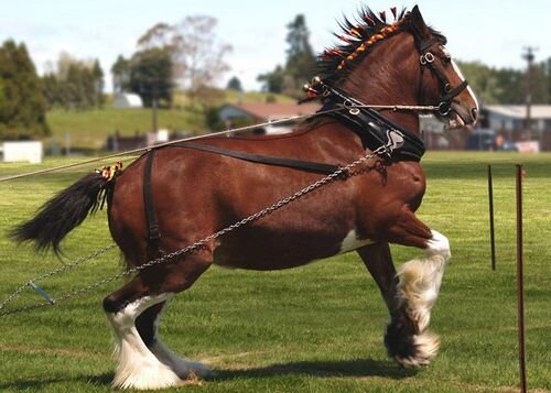Лошадь Клейдесдаль: все, что нужно знать о породе, особенности ухода и содержания, отзывы