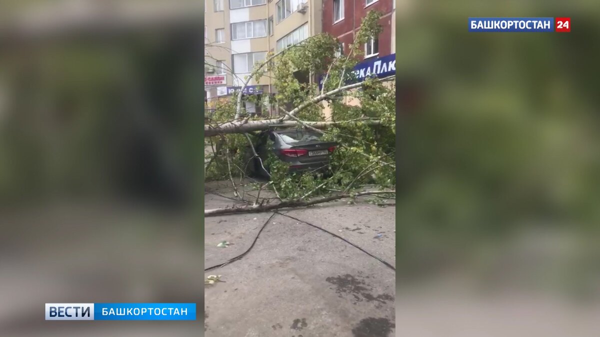    Сильный ветер в Уфе повалил пять деревьев