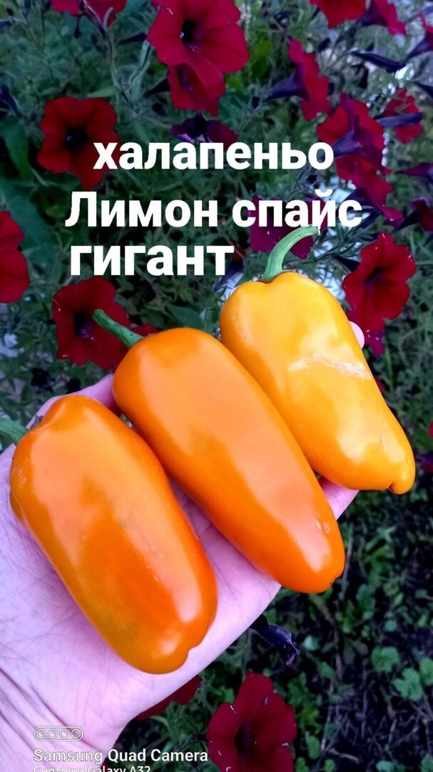 Куст 40-50см.  Острота приятная, не обжигающая, только в серединке.