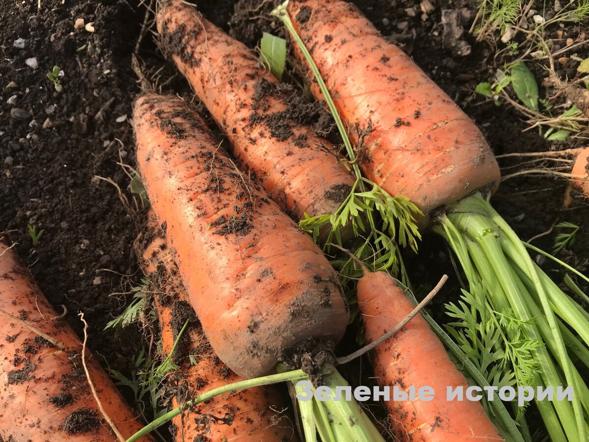 Всего 1 “гениальный” совет и морковь после уборки испорчена безвозвратно  (жалею, что не успела подсказать подруге) | Зелёные истории | Дзен