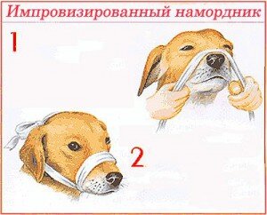 Автомобильные травмы зачастую имеют непредсказуемые последствия. Бросаясь на помощь своему четвероногому другу помните, что в таком состоянии шока он может быть агрессивным даже по отношению к вам. Надо попробовать “достучаться” до затуманенного сознания питомца, окликнуть, поговорить. В случае необходимости зафиксируйте челюсти петлей из поводка или наденьте намордник.