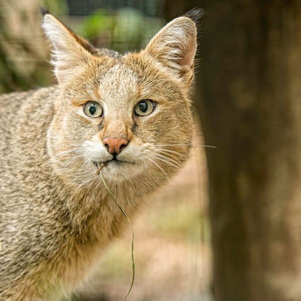 Фото камышов кота. Кавказский камышовый кот. Камышовый кот (Хаус) (Felis Chaus). Дикий камышовый кот. Казахстанский камышовый кот.