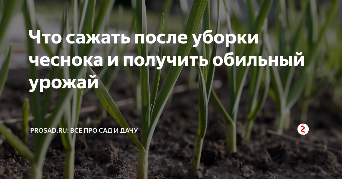 Чеснок после каких культур можно. После чего сажать чеснок. Что можно посадить после чеснока. После чего посадить чеснок. После чего сажать чеснок под зиму.
