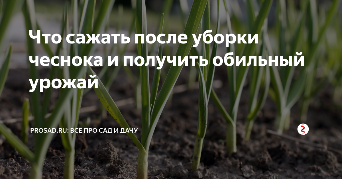 Что посадить после чеснока на следующий год. После чего сажать чеснок. Что можно посадить после чеснока. После чего посадить чеснок. После чего сажать чеснок под зиму.