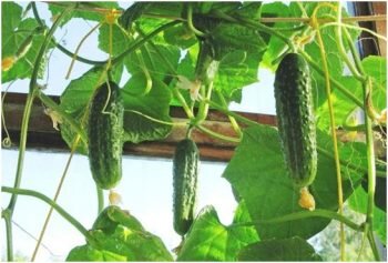 Огурцы – это одни из самых популярных овощей, особенно в летний сезон. Они не только вкусные, но и полезные для организма. Огурцы богаты витаминами и микроэлементами, которые необходимы для здоровья. Их можно добавлять в салаты, готовить маринованные огурцы или просто употреблять в свежем виде.