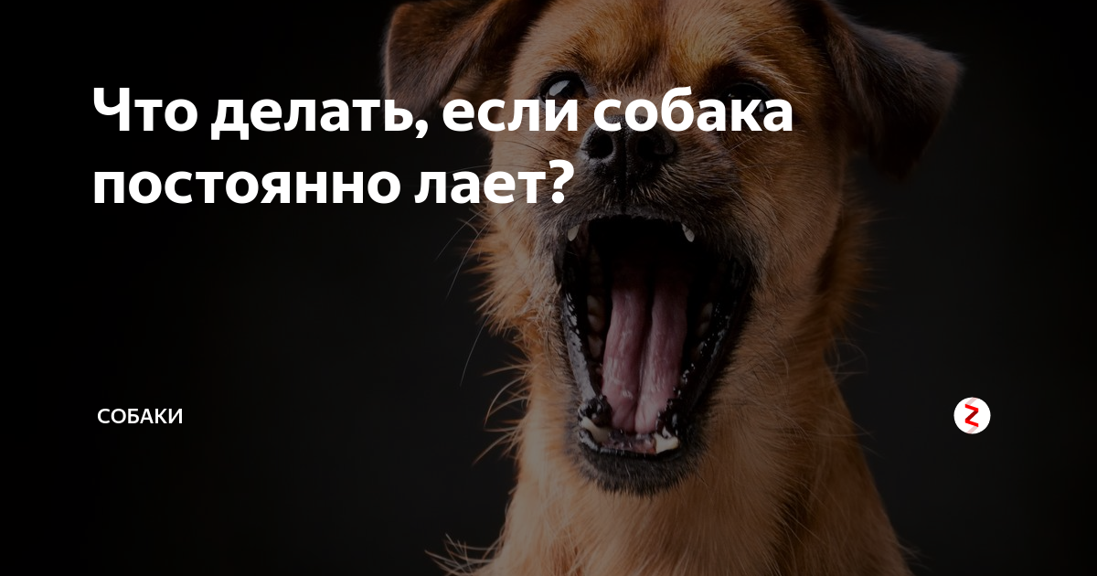 Лай собаки мп3. Собака лает. Почему собаки лают. Почему собака лает без причины. Что делать если собака лает.