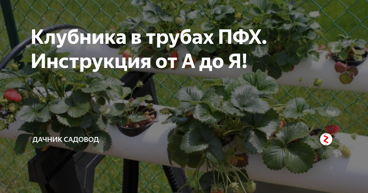 Клубника в трубах ПФХ. Инструкция от А до Я! | Дачник садовод | Дзен