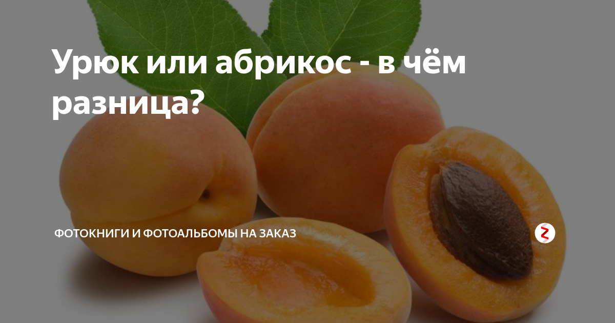 Урюк или абрикос - в чём разница?