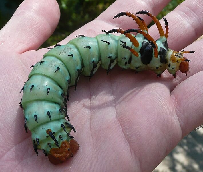 Большая личинка жука. Гусеница Citheronia regalis. Цитерония Королевская бабочка. Уссурийский толстотел гусеница. Гусеница Citheronia regalis бабочка.