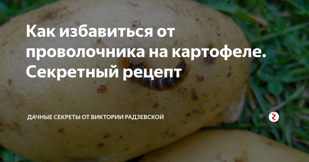 Как защитить картошку от проволочника нашатырным спиртом рецепт